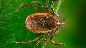 Western blacklegged tick.