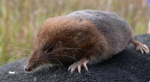 Delta Farmland and Wildlife Trust photo.
A Vagrant Shrew.