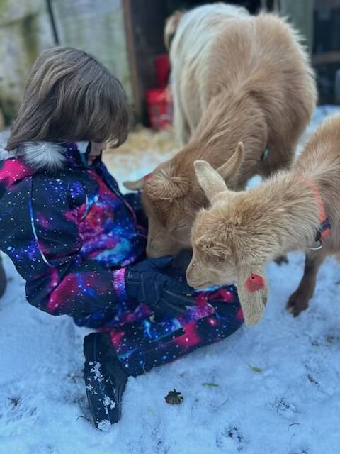 Contributed photo
Calvin Stucki checking on goats Kale and Hawthorne.