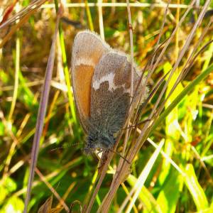 Russel Barsh photo
An Ochre Ringlet.