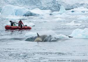 A UK BBC Natural History Unit film crew filming B1 KWs Expedition Killer whale with the Gyro-stabilized system. Permit Number: UK 08/2023-2024.
Contributed photo