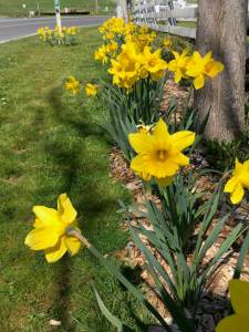 Contributed photo
Daffodils at the Sculpture Park