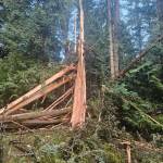 Contributed photo by Brian McGlynn
The remains of Brian McGlynns tree.