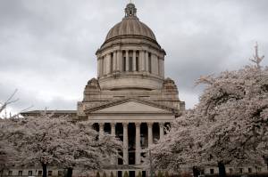 Cherry blossom trees in full bloom behind the Legislature Building on March 31. Contributed photo.