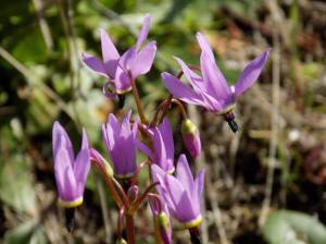 Shooting Star flowers. Russel Barsh photo.