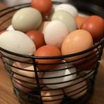 Local organic eggs