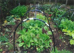 Contributed photo by Keith Keyser
Lower Garden 2013: You can grow crisp, nutritious greens year-round, just like Keith Keyser. Learn how at his upcoming Community Resilience lecture.