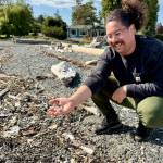 Contributed photo
Volunteers on San Juan Island learn how to identify EGC and conduct molt search surveys for early detection
