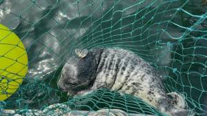Allie Hudec photo
This newborn harbor seal pup was disentangled from netting on July 4.
