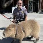Contributed photo
Antonio the Capybara with park ranger friends