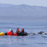 Contributed by The Whale Museum and Cascadia Research Collective.
Responders work to free the whale.