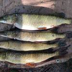 Contributed photo
Pike at Carefee Lake