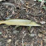 Contributed photo
Pike