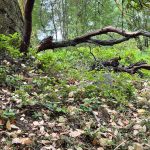 The branch on White Point Road where Leslie DeGasparis says she saw a mountain lion
Photo contributed by Leslie DeGasparis