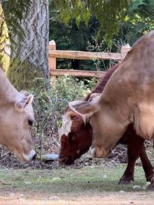 Heather Spaulding Staff photo
Pepper, Mable and Daphne putting their heads together