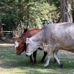 Heather Spaulding \ Staff photo
Daphne and Mable taking a stroll.
