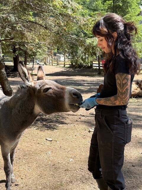 Heather Spaulding \ Staff photo
Kayla, a sfaff member, feeding Jaques the donkey some lettuce.