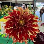 Staff photo\ Heather Spaulding
One of the dalhias on display with the flowers.