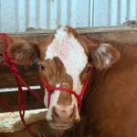 Staff photo\ Heather Spaulding