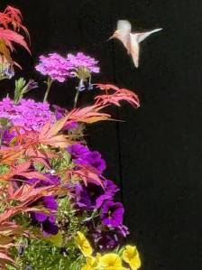 Contributed photo by Jeff Sheplor