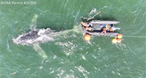 Images collected in partnership with The Whale Museum and Cascadia Research Collective, NOAA Permit #24359 Trained responders work to cut entangling lines from the flukes of a humpback whale. White lines across the whales head and back are scars from the previous entanglement that the team freed the whale from on July 16th.