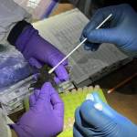 NPS/Claire Crawbuck photo. USGS biologists swab a Yuma myotis bat during annual English Camp inspections.
