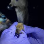 NPS/Claire Crawbuck photo. A Yuma myotis bat is inspected by a USGS biologist.