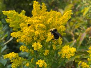 Contributed photo
Bumblebee on Goldenrod – Native Wildflowers Supporting Pollinators in the San Juan Islands