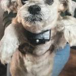 Sasha and her electronic collar, from trial exhibits.