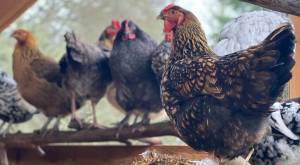 Kristina Stucki photo.