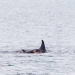 Conner Helms photos.
Stills from a video shot from Edmonds Marina Beach on Dec. 9. It was an incredible pass and truly a magical moment to see the new calf, said photographer Conner Helms. The video can be viewed at https://youtu.be/P1rfm_Cfu7M.