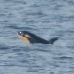 Tamara Kelley photo.
A new calf was spotted with K pod on Dec. 9.