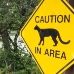 Unverified cougar sightings led to warning signs around Roche Harbor.