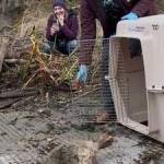 Heather Spaulding/staff photo.
Christina Parker, veterinarian and Al Dente as he makes his way down the boat ramp.