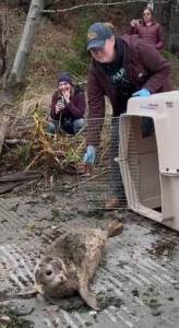 Heather Spaulding/staff photo.
Christina Parker, veterinarian and Al Dente as he makes his way down the boat ramp.