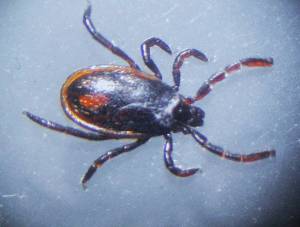 Kwiaht photo. Western black-legged tick.