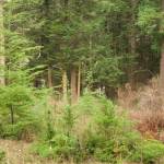 Darrell Kirk \ Staff photo
Forest that would be clearcut for the expanded solar project.