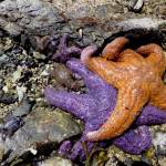 Russel Barsh photo.
Sea stars.