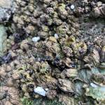 Contributed photo.
Microplastics.