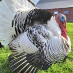 Larry the turkey. Contributed photo.