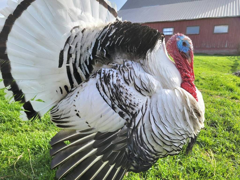 Larry the turkey. Contributed photo.