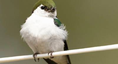 Contributed photo by Phil Green
Velvet Green Sparrow