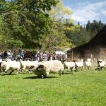 Darrell Kirk photo.
A stampede of newly shorn sheep.