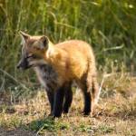 Mercedes Rachelle photo.
Dont feed the foxes.