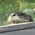 Heather Spaulding Staff photo 
A curious juvenile river otter wonders if the fish taco stand is open. It is not.