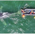 Contributed photo.
A drone shot is of a young humpback whale, Starry Knight, who was entangled twice last summer. This photo was taken on Aug. 21, 2025, as responders from TWM and Cascadia Research Collective were cutting the lines off the flukes. White lines across the body are scars where lines had been at one point. In both responses, the lines were only wrapped around Starry Knights peduncle and flukes.