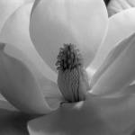 Contributed photo.
Magnolia Blossom by Imogen Cunningham.