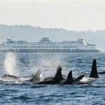 Contributed photo.
A Washington State Ferry behind a pod of killer whales.