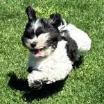 Heather Spaulding / Staff photos
Bella catches air running through the grass.