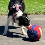 Tag practicing Ball Herding.